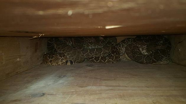 How Does A House Full Of Rattlesnakes Sound?