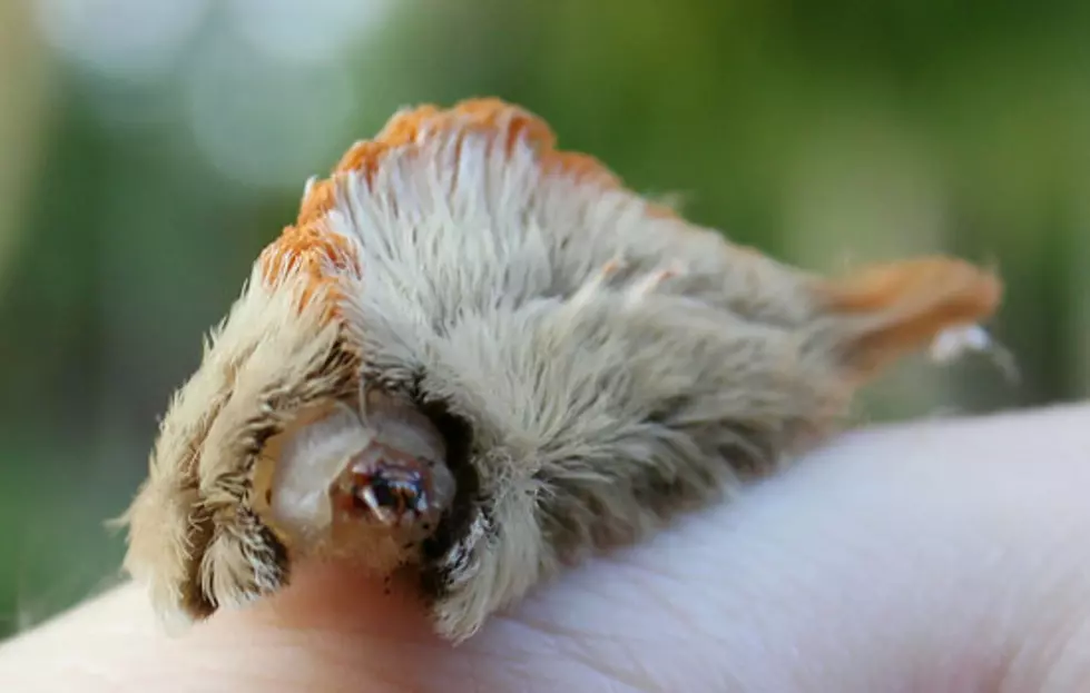 North Texas Girl Sent to Hospital After Venomous Caterpillar Sting