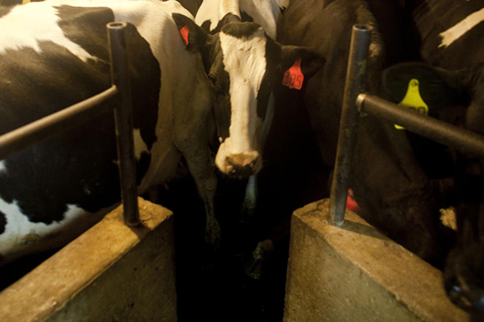 German Girl Trains Cow to Jump, Run and be Ridden