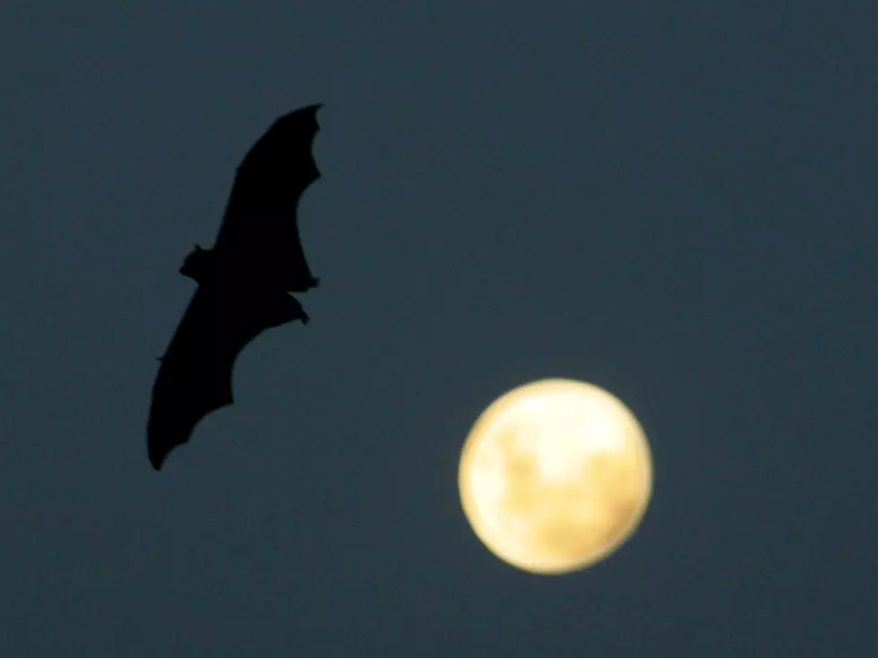 Batty Night Trips to Take With Family In Texas