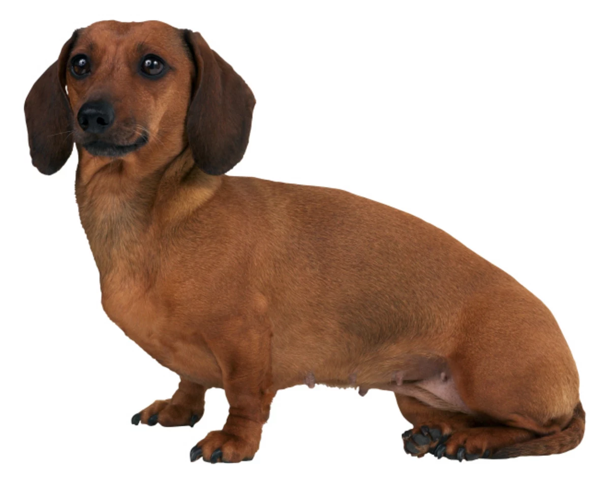 Adult weiner dog Clearance