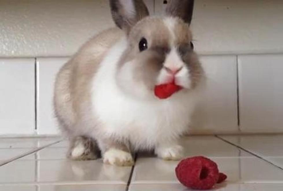 Fun Video: Bunny Eating Raspberries