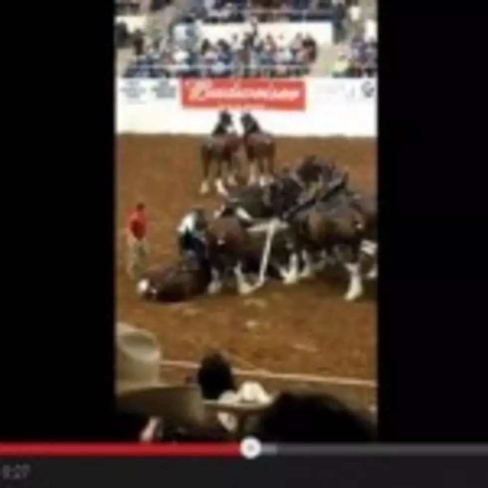 Video: Budweiser Clydesdales Collide