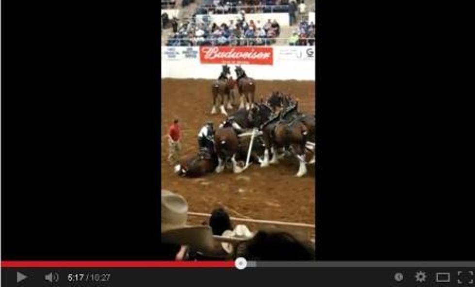 Video: Budweiser Clydesdales Collide