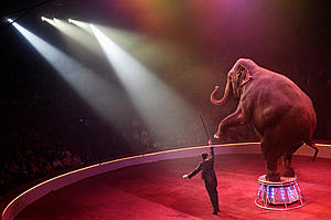 Win Tickets to the Circus
