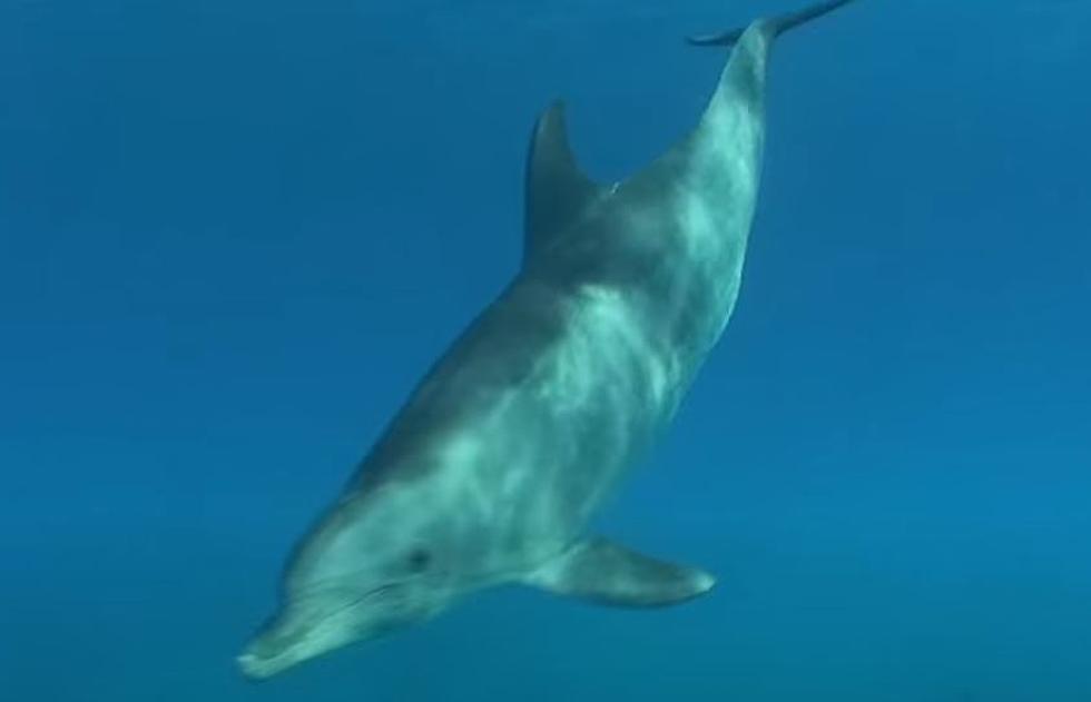 Galveston Response Team Rescues Stranded Dolphin