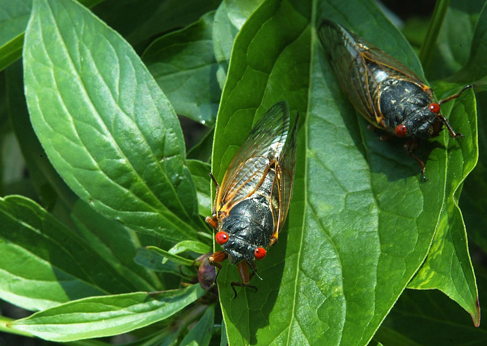 Nature’s Sunset Song, Cicadas