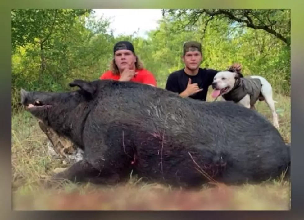 460 Pound Wild Boar Caught in Comanche County