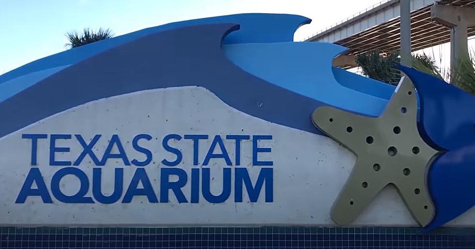 Shark Week Underway at Texas State Aquarium