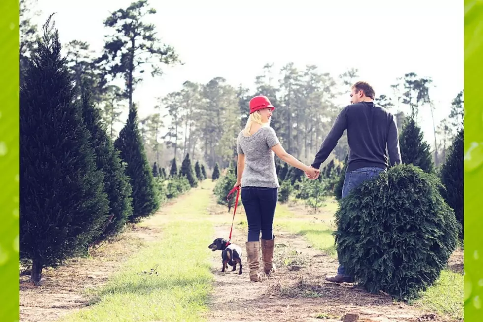 Cut Your Own Christmas Tree This Year