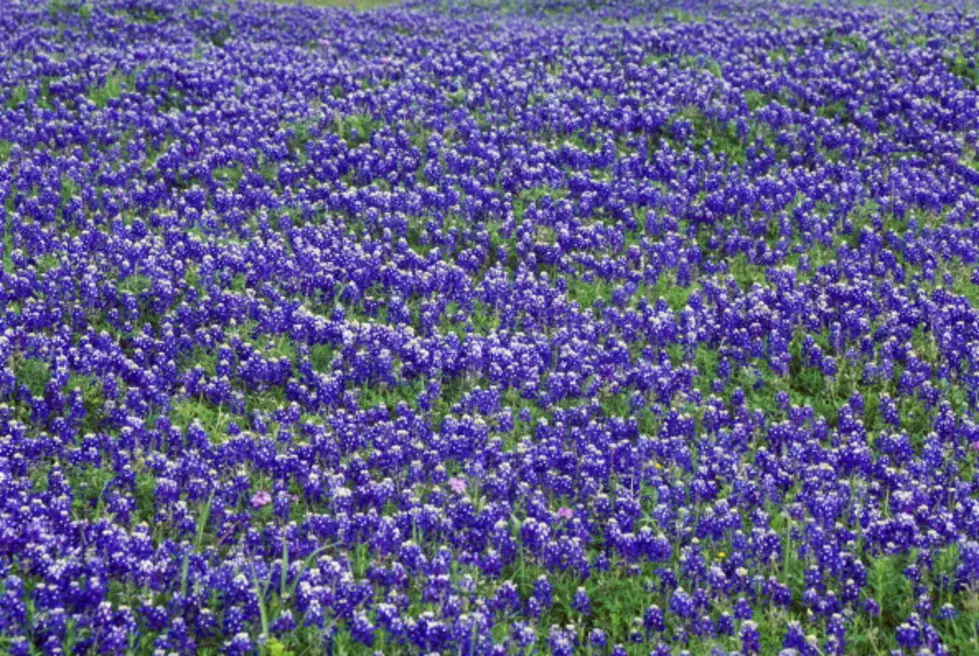 Bluebonnets are Starting to Bloom Already