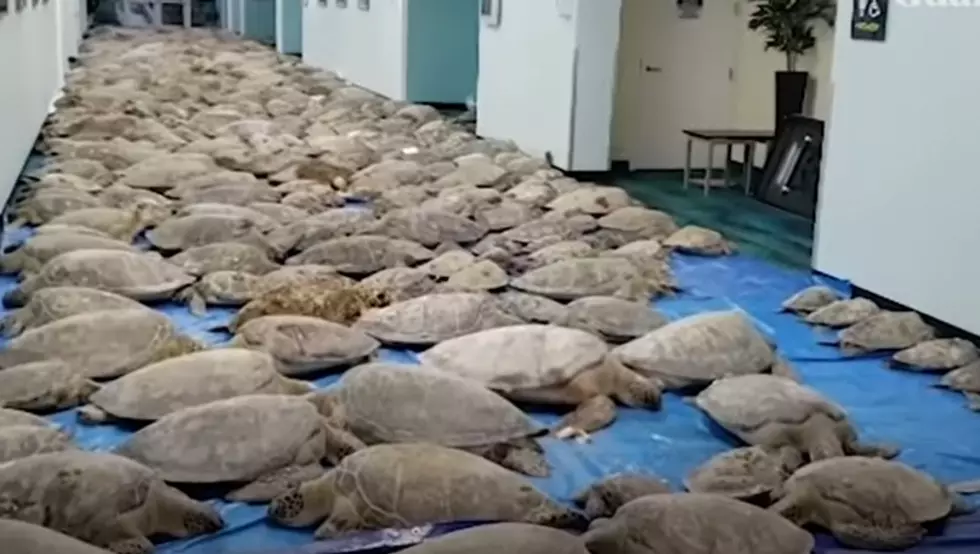 Port Aransas to Release Hundreds of Rescued Sea Turtles