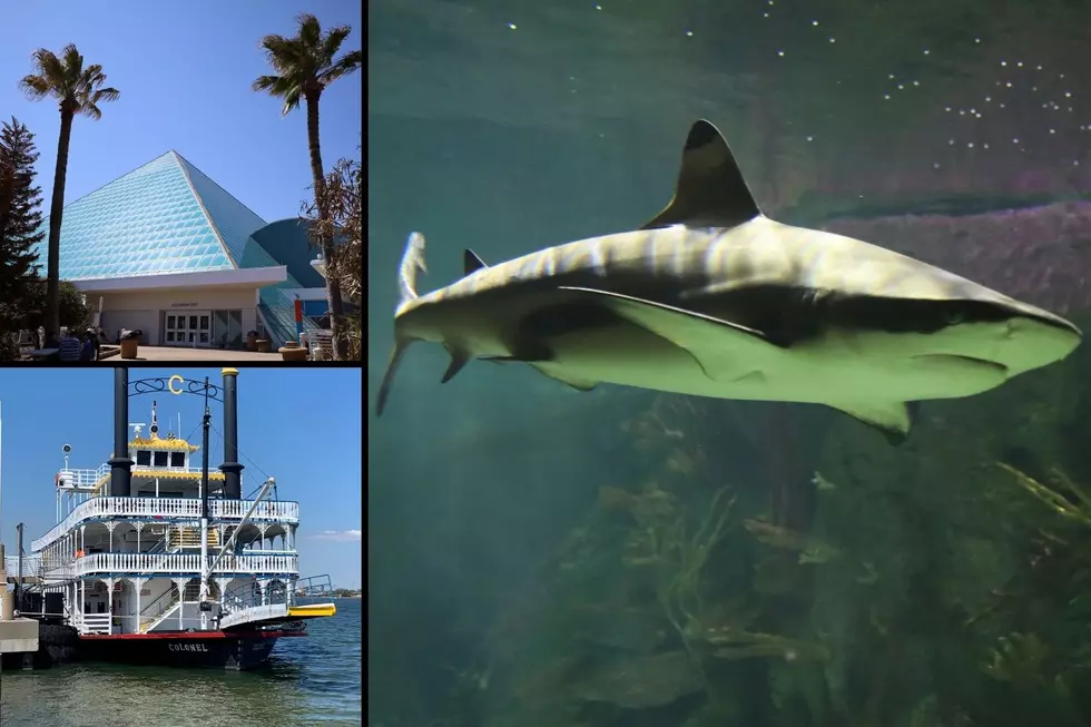 Spring Break Ideas: Our First Trip to Moody Gardens