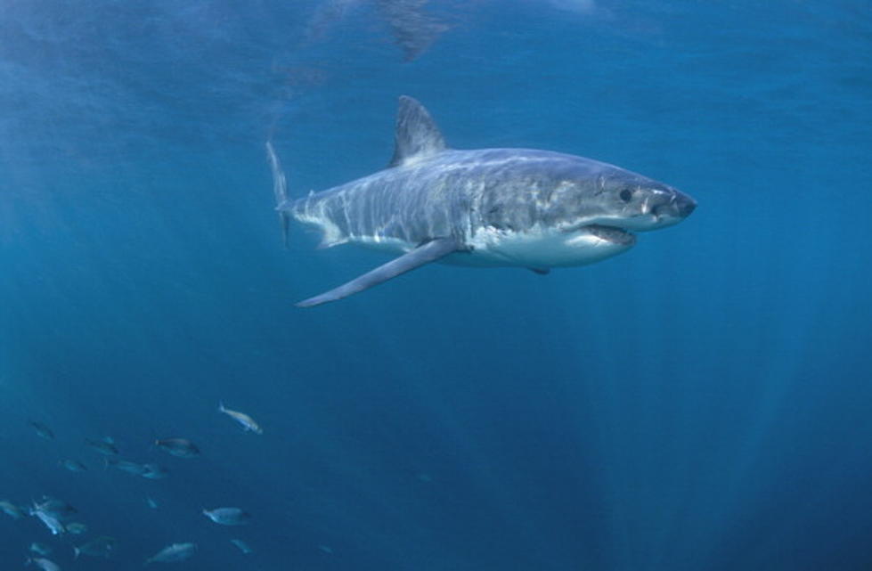 Great White Tracked in the Gulf of Mexico
