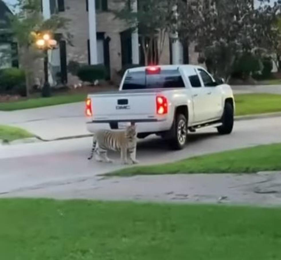 Tiger Spotted Roaming Around West Houston Neighborhood