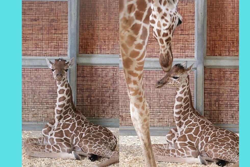 Dallas Zoo Welcomes Baby Giraffe