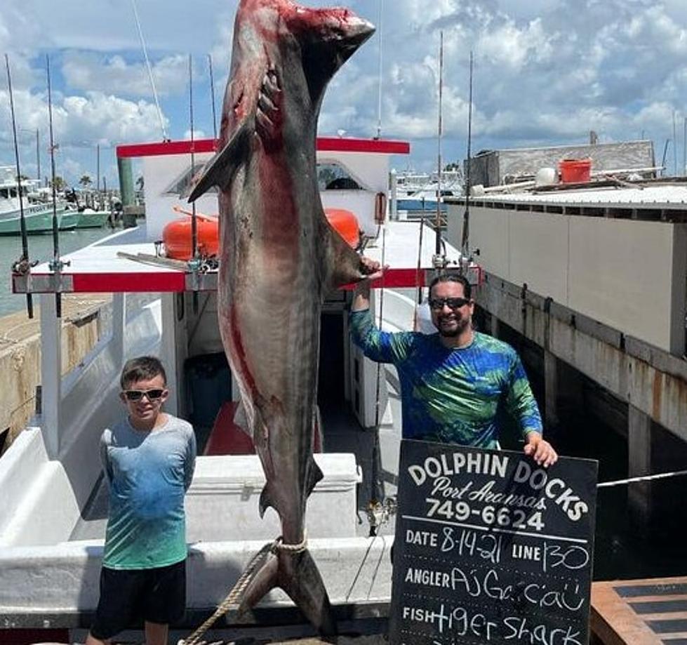 Father and Son Reel In Massive Tiger Shark in Port A