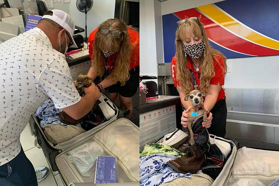 Texas Couple Finds Their Chihuahua Hiding in Luggage at Airport
