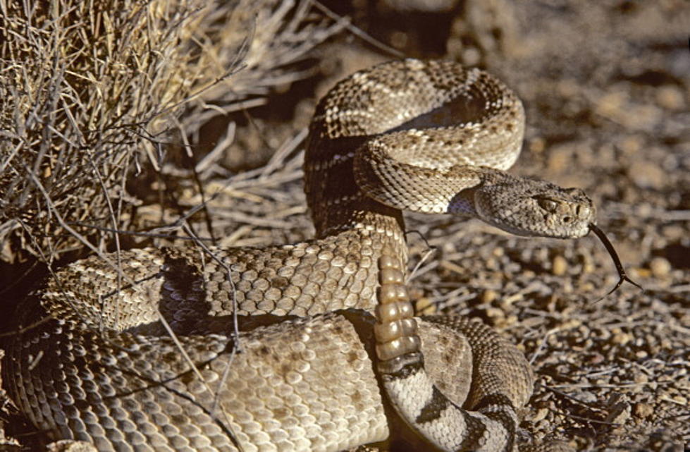 2 Austin Area Children Treated for Rattlesnake Bites Within Days
