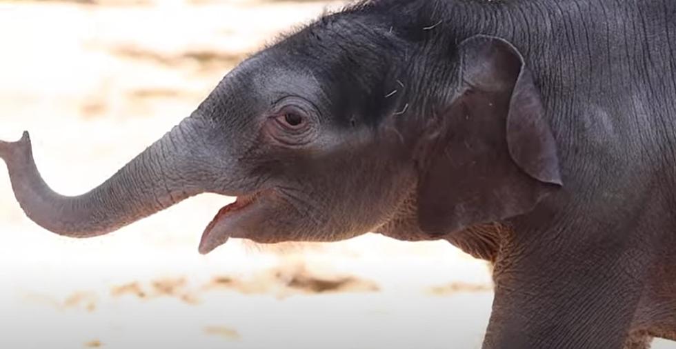 Cuteness Overload:  Zoo in Texas Welcomes Baby Elephant