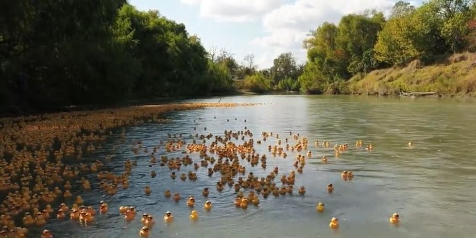 Ducks Will Be Rolling, Rolling, Rolling Down the Guadalupe River