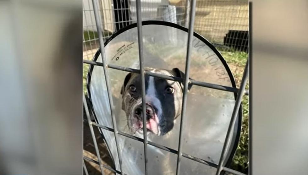 Texas Dog In Recovery After Being Shot Three Times Protecting His