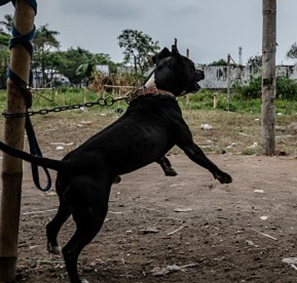 Texas Dog Chain Law Goes in Effect on January 18th, 2022 