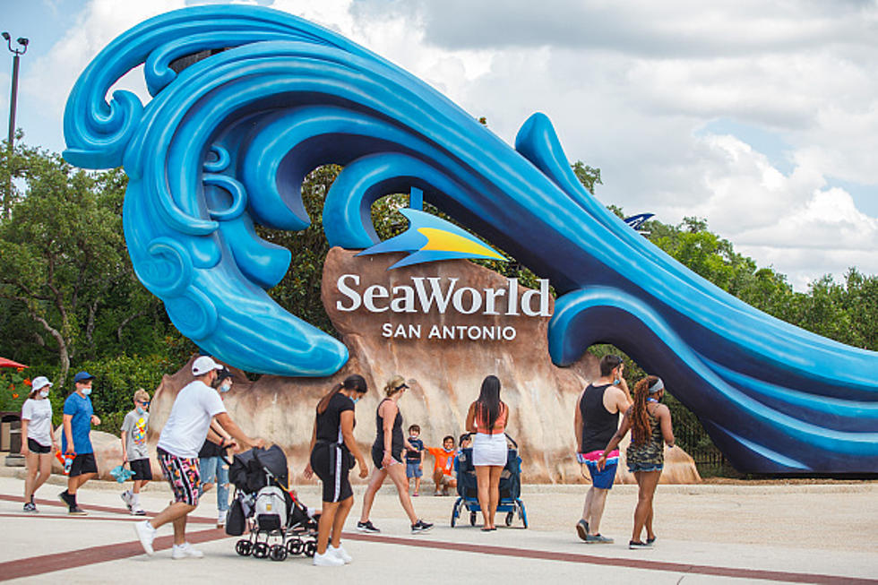 Sea World is Offering Free Admission to Teachers for 2022