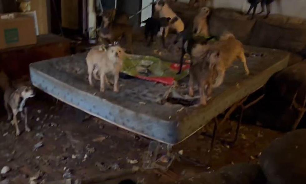 73 Dogs,11 Cats, and 3 Deceased Puppies Seized from North Texas Property