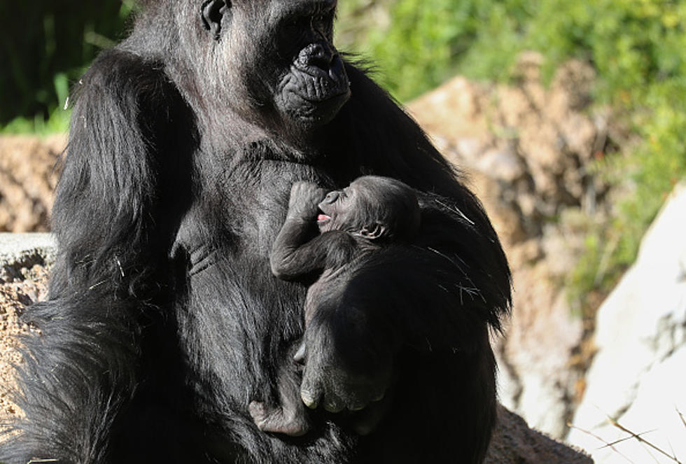 Gorilla's are Coming Back to the San Antonio Zoo