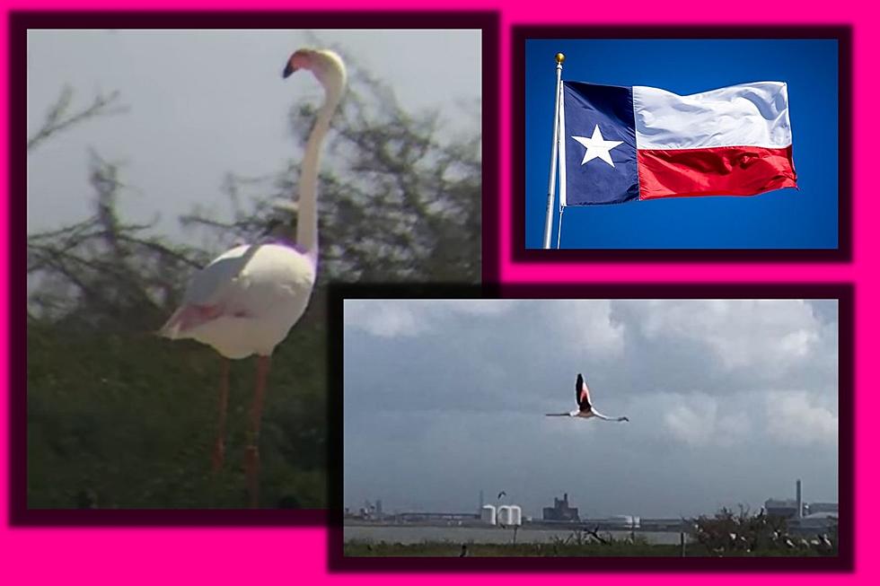 Rouge Flamingo Who Escaped From Kansas Found in Texas 17 Yrs Late