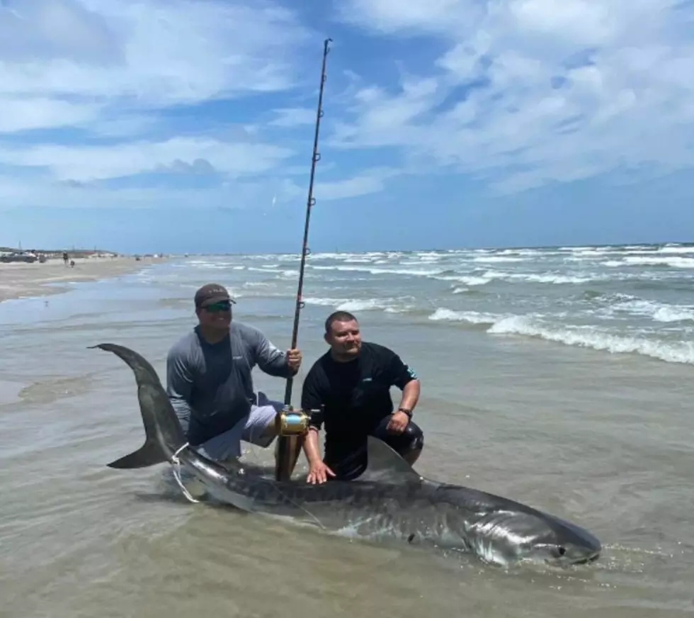 Huge Nine Foot Tiger Shark Caught Off Port Aransas Shore