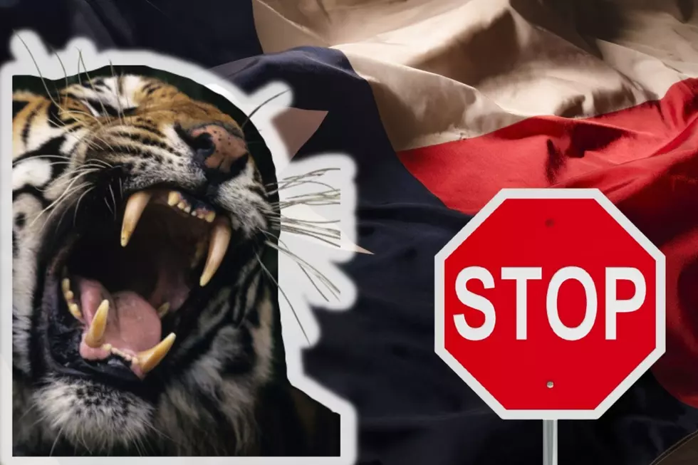 Texas Is The Worst When It Comes to Illegal Tiger Possession
