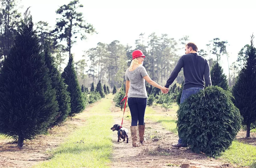 You Can Cut Your Own Christmas Tree Starting Next Month