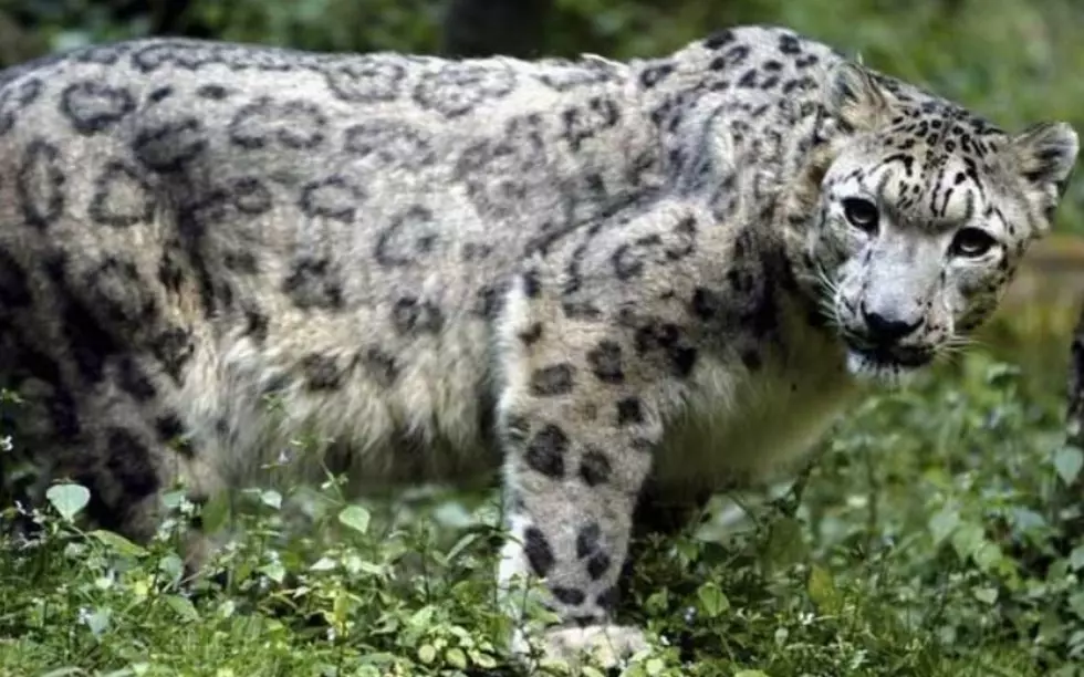 A Snow Leopard Is Missing at The Dallas Zoo Causing it to Close