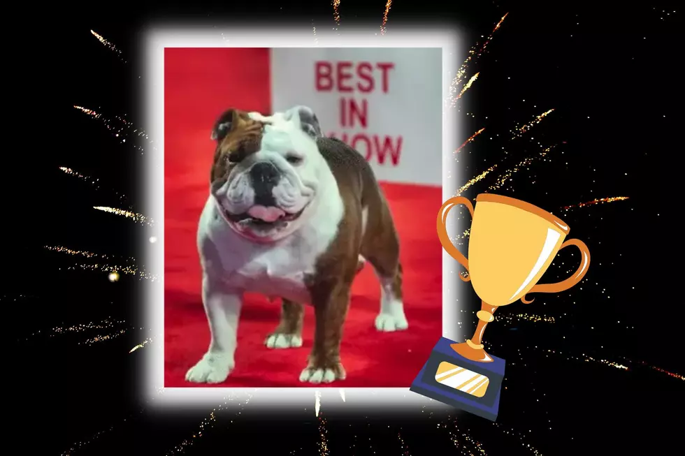 A Bulldog From Texas Wins The Prestigious AKC's Best of Show