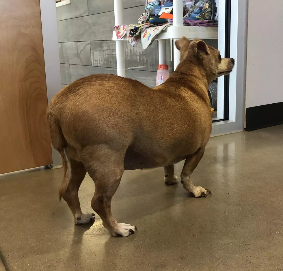 Photo of ‘Big Booty Judy’ Goes Viral in TX Dog Shelter