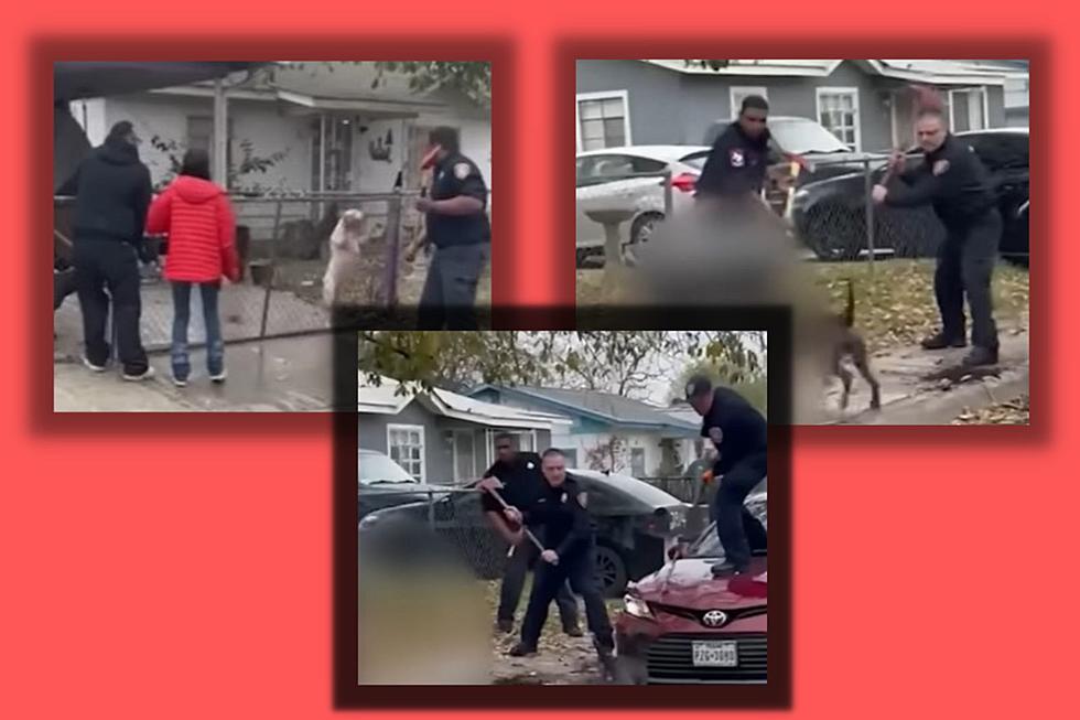 Video Shows Elderly Texas Man Mauled To Death By Two Viscous Dogs