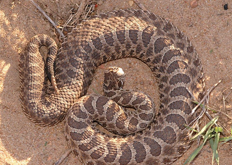 Watch Out! Rattlesnakes Love Texas Beaches Too!