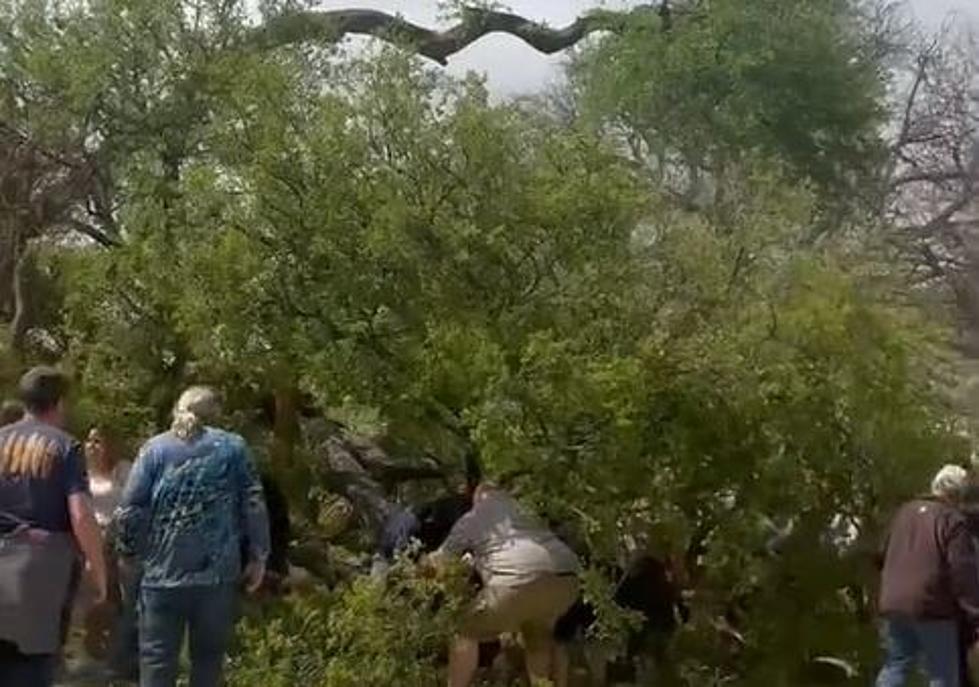 Seven Injured as Tree Falls on Guests at SA Zoo