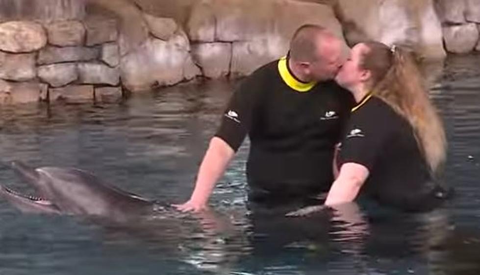 VIDEO: Couple Gets Married at Sea World in Dolphin Cove