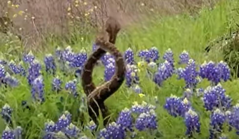 Deadly Dangers Lurking; Beware Rattlesnakes in Texas Bluebonnets