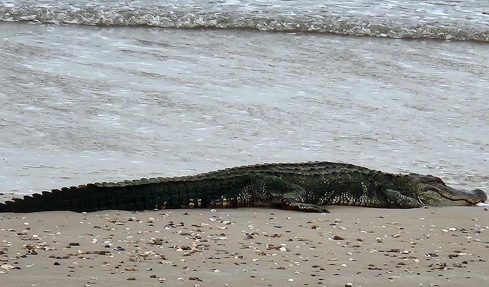 Huge Alligator Spotted in Galveston at The Bolivar Peninsula