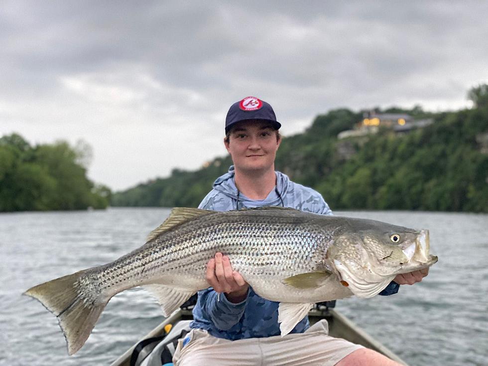 Massive Trout Caught at Ladybird Lake in Austin is Rare