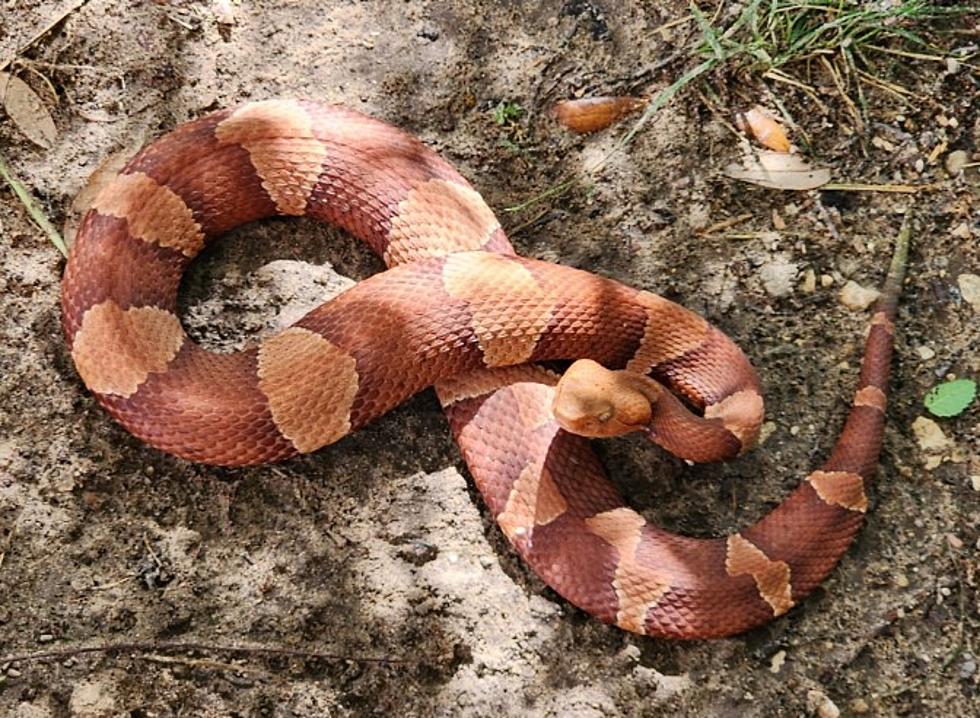 Watch Your Step Texas, Copperheads Are Changing Colors!
