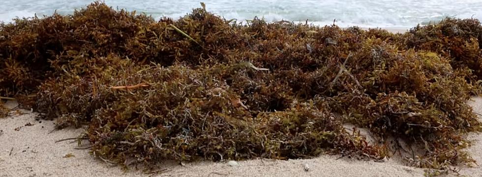 Really Disgusting Clump of Seaweed Headed to Our Texas Beaches
