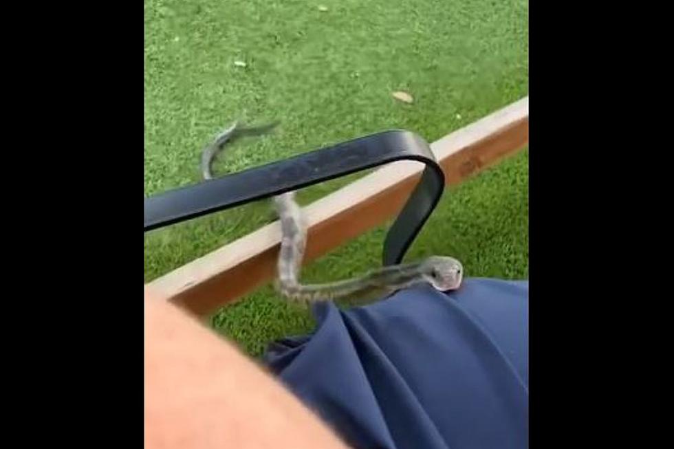 VIDEO: Snake Slithers Onto Patron at Dallas Bar and Grill
