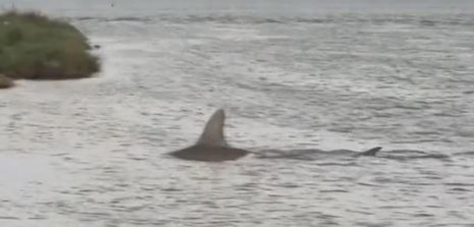 VIDEO: Hammerhead Shark Swims to Shore in Galveston