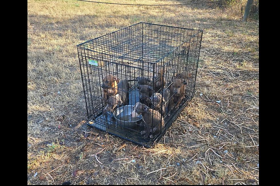 Nine 2-Month-Old Puppies Abandoned in Cage in Brutal TX Heat