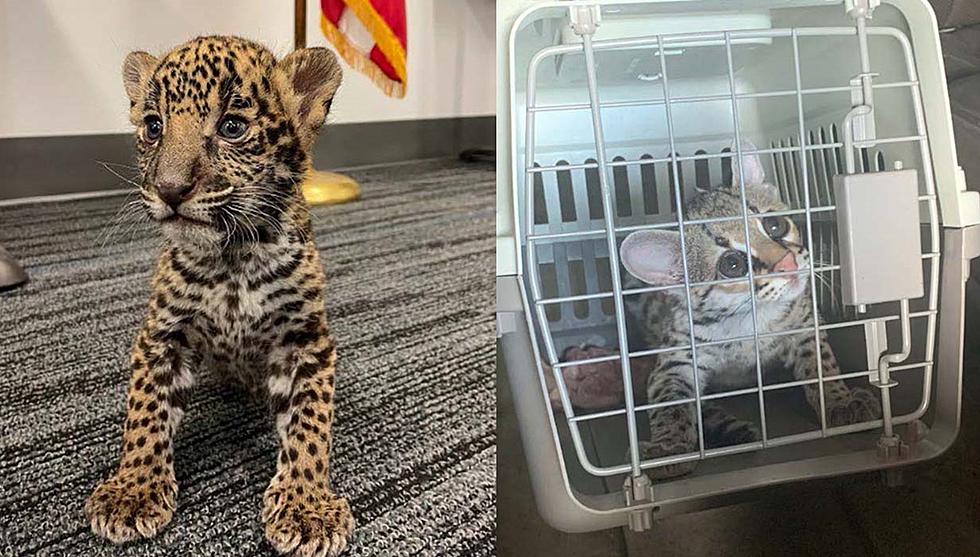 South TX Couple Tries To Sell Jaguar Cub in Academy Parking Lot